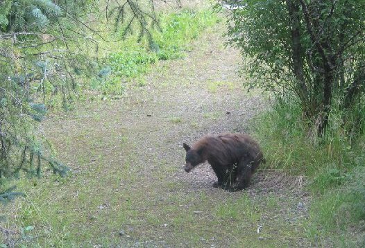 Bears Do