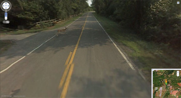 Ooo, look a dear is in the road. Speed up. Deer (1)