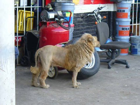 Lion (1) Lion (1)