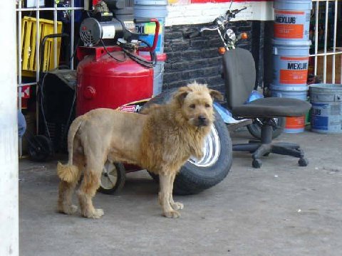 Lion (2) Lion (2)